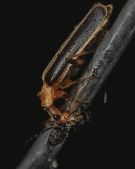 Podabrus brunnicollis