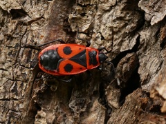 Pyrrhocoris apterus