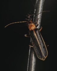 Podabrus brunnicollis