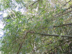 Bambusa vulgaris
