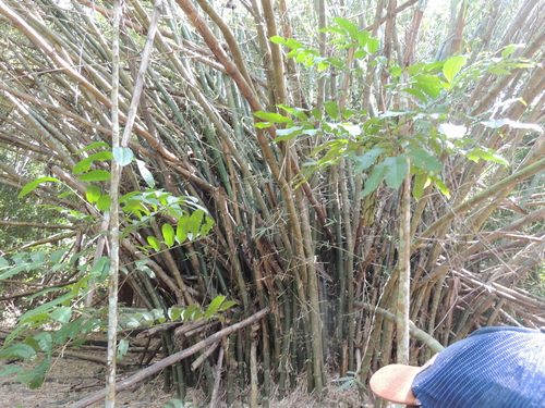 Bambusa vulgaris, photograph 1