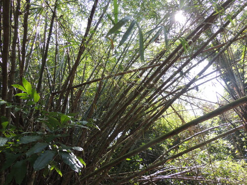 Bambusa vulgaris, photograph 2