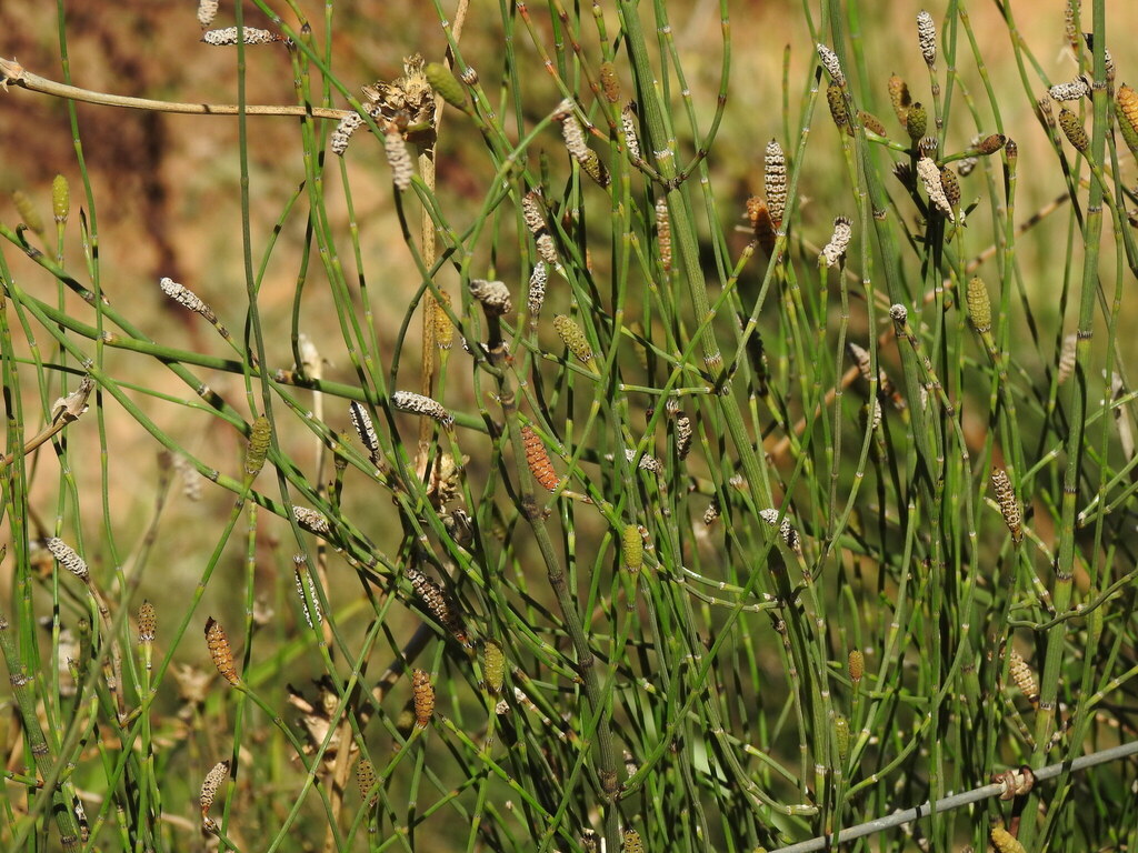 Equisetum ramosissimum; photograph (c) Duarte Frade, some rights reserved (CC BY)