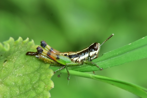 Chitaura indica photo 3