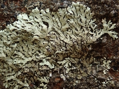 Xanthoparmelia mougeotina