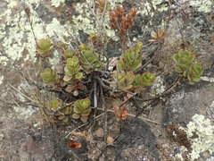 Veronica lavaudiana