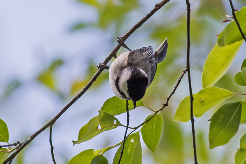 Carolina Chickadee photographed in Pennsylvania