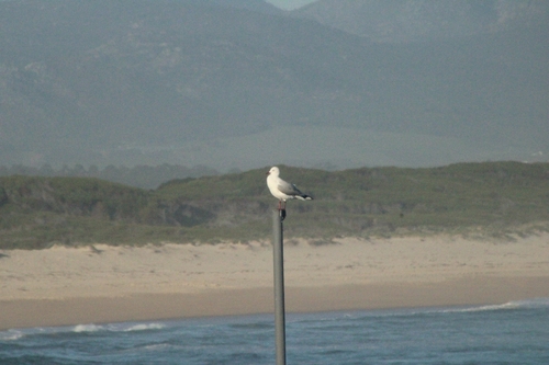 iNaturalist: (c) Jef Van Dycke, some rights reserved (CC BY-NC), uploaded by Jef Van Dycke iNaturalist image