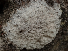 Lecanora farinacea