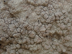 Lecanora farinacea