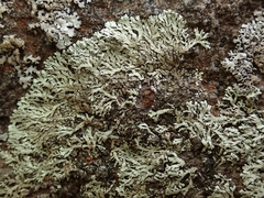 Xanthoparmelia mougeotina