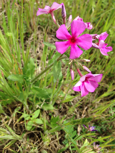 Phlox drummondii ssp. drummondii
