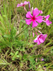 Drummond's Phlox - Photo (c) James Mickley, some rights reserved (CC BY-NC), uploaded by James Mickley