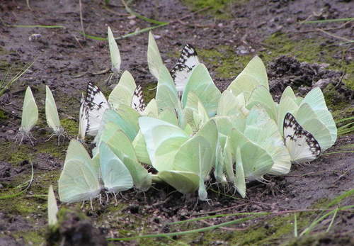African Migrant