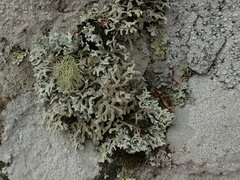 Hypogymnia subphysodes