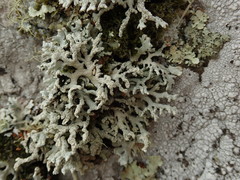 Hypogymnia subphysodes