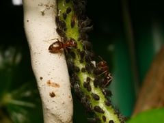 Aphis hederae