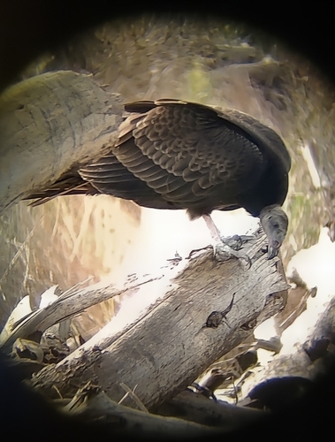 Turkey Vulture