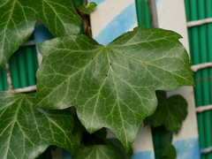 Hedera helix