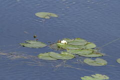 Nymphaea candida, photograph (c) Марина Садыкова, some rights reserved (CC BY)