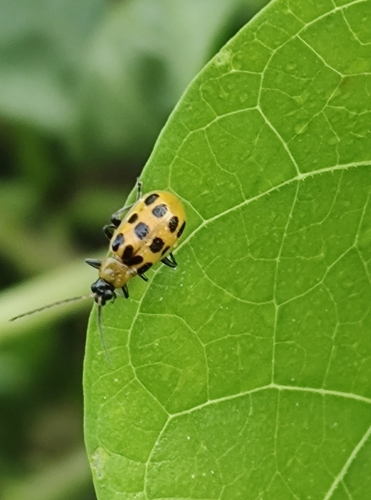 Spotted Cucumber Beetle