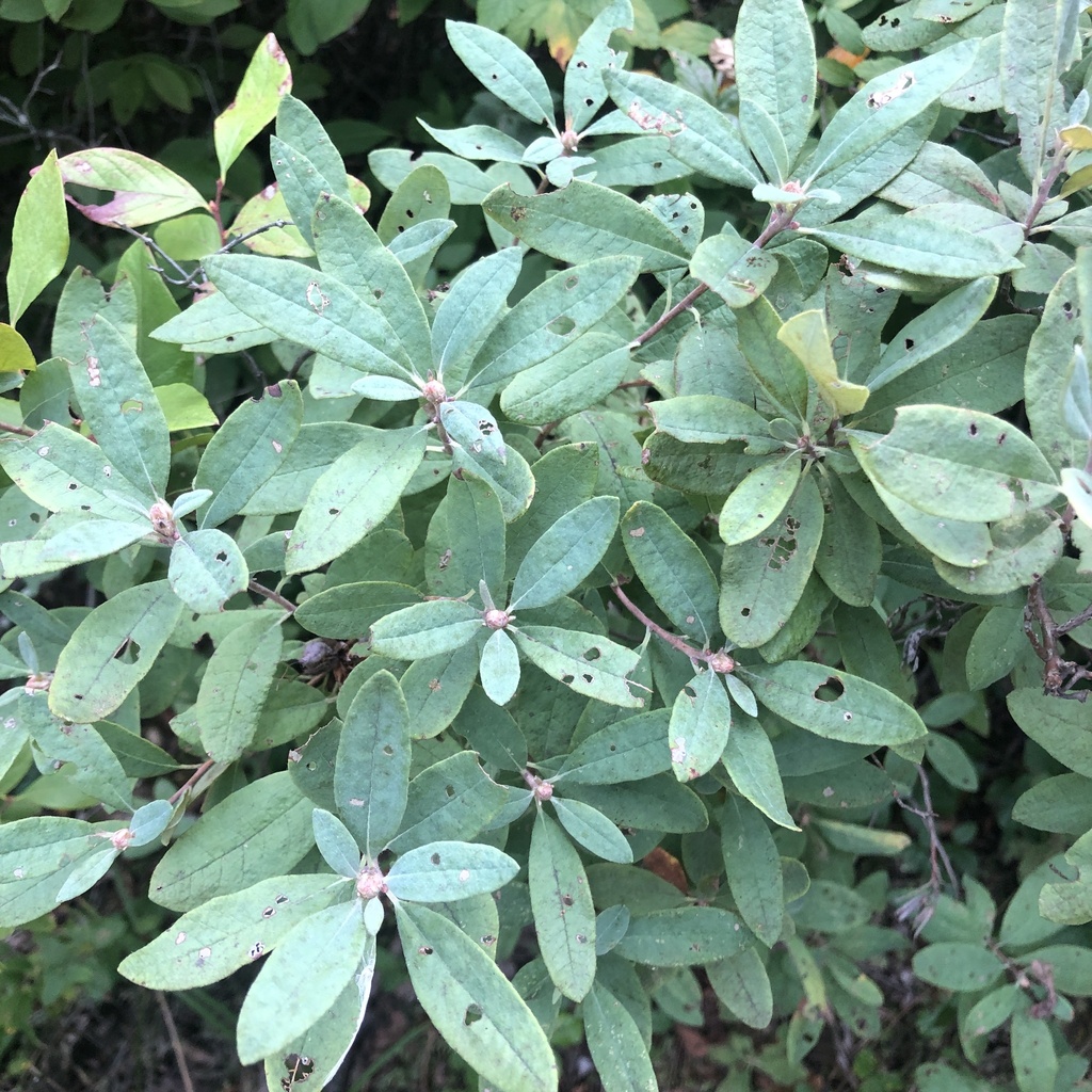 Rhododendron canadense; photograph (c) Andrew Conboy, some rights reserved (CC BY)