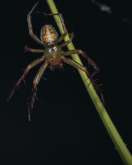 Araneus gadus