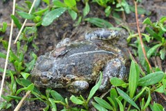 Pelobates vespertinus
