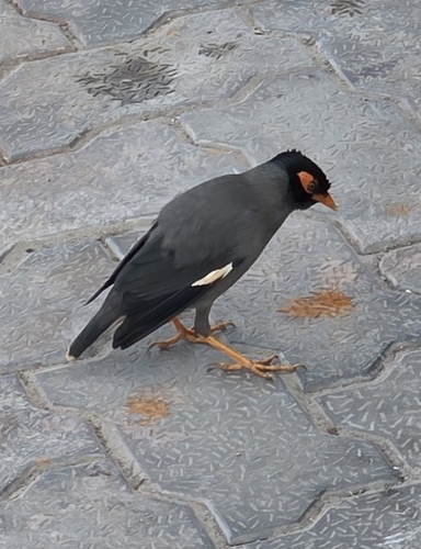Bank Myna