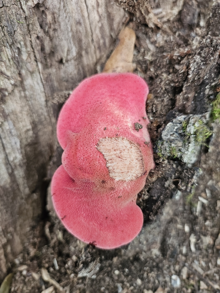Fistulina americana · August 2026 · photo: Photo: (c) lisebsb, some rights reserved (CC BY) · iNaturalist