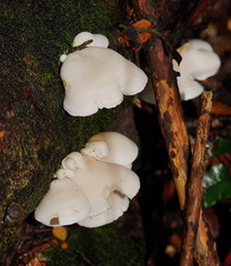 Gloeoporus phlebophorus