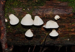 Gloeoporus phlebophorus