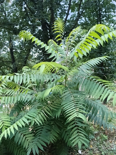 staghorn sumac
