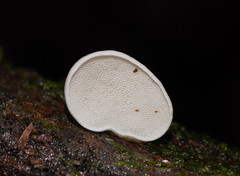 Gloeoporus phlebophorus