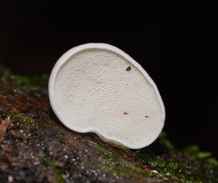 Gloeoporus phlebophorus