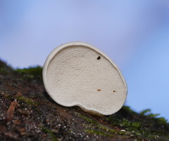 Gloeoporus phlebophorus