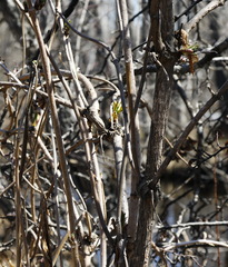 Sambucus kamtschatica