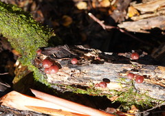 Mycena kurramulla