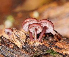 Mycena kurramulla