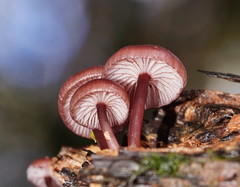 Mycena kurramulla