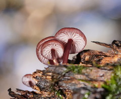 Mycena kurramulla