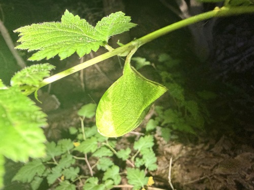 Squeaking Silkmoth
