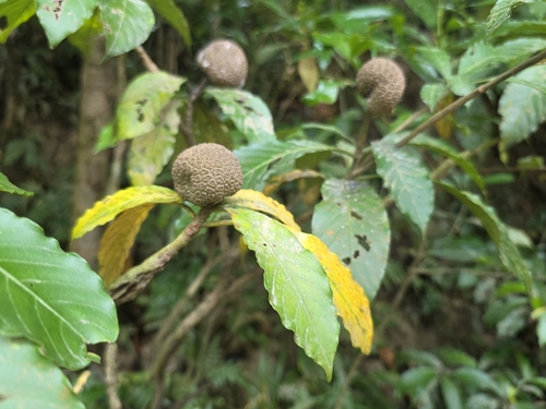 Myrmeconauclea strigosa observed 2026-08-29