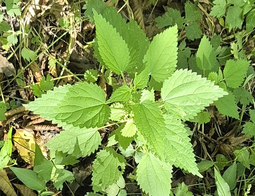 great stinging nettle