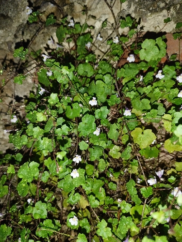 Ivy-leaved toadflax