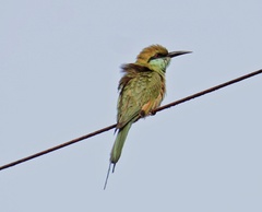 Merops orientalis