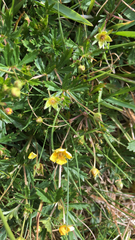 Potentilla erecta