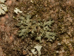 Phaeophyscia nigricans