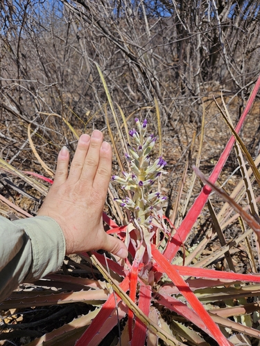 Bromelia laciniosa, photograph 2