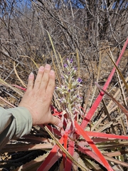 Bromelia laciniosa, photograph (c) Celso Henrique Varela Rios, some rights reserved (CC BY)